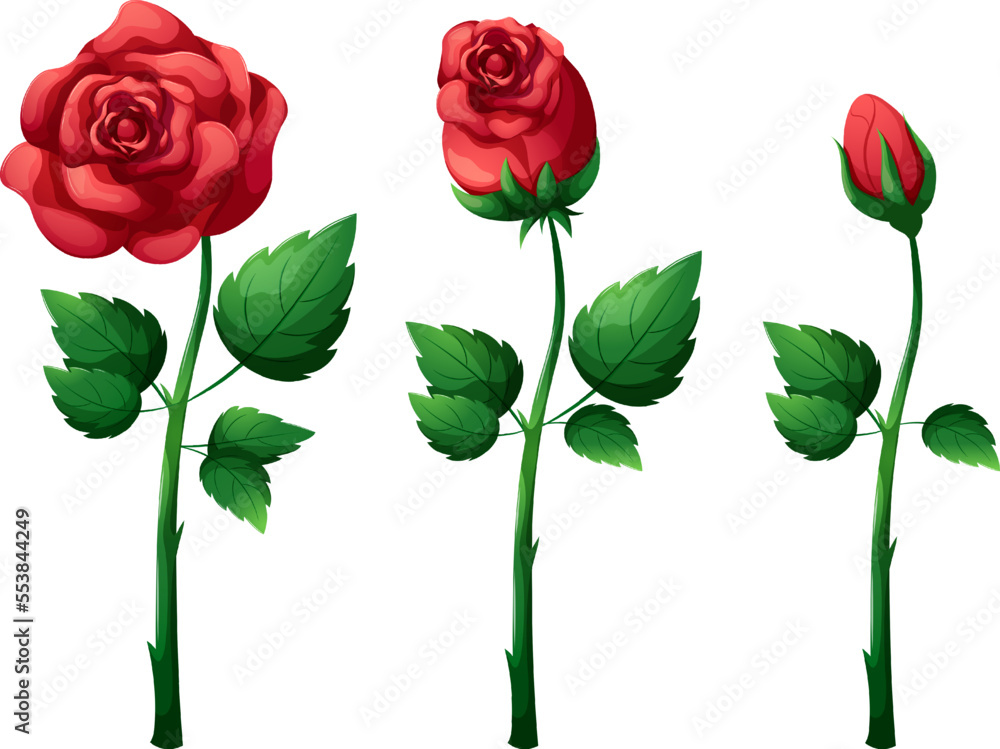 Fototapeta premium Rosebud on stem with leaves, romantic flower on transparent background