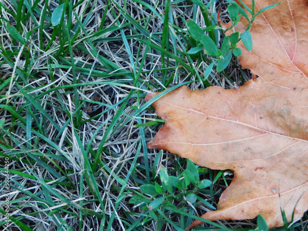 Orange maple leaf on grass.