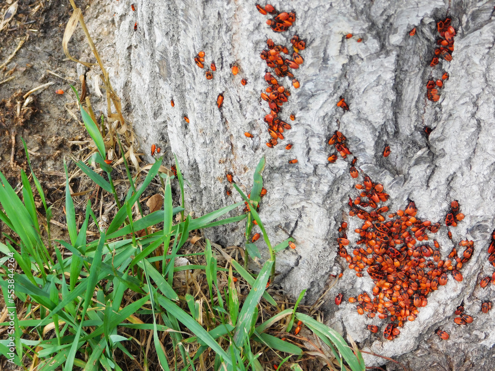 Colony of firebugs on tree near grass. Colony of firebugs on tree near grass.
