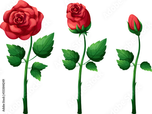Rosebud on stem with leaves, romantic flower on transparent background