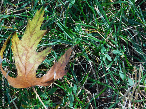 Orange maple leaf on grass.