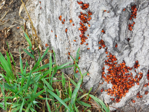 Colony of firebugs on tree near grass.