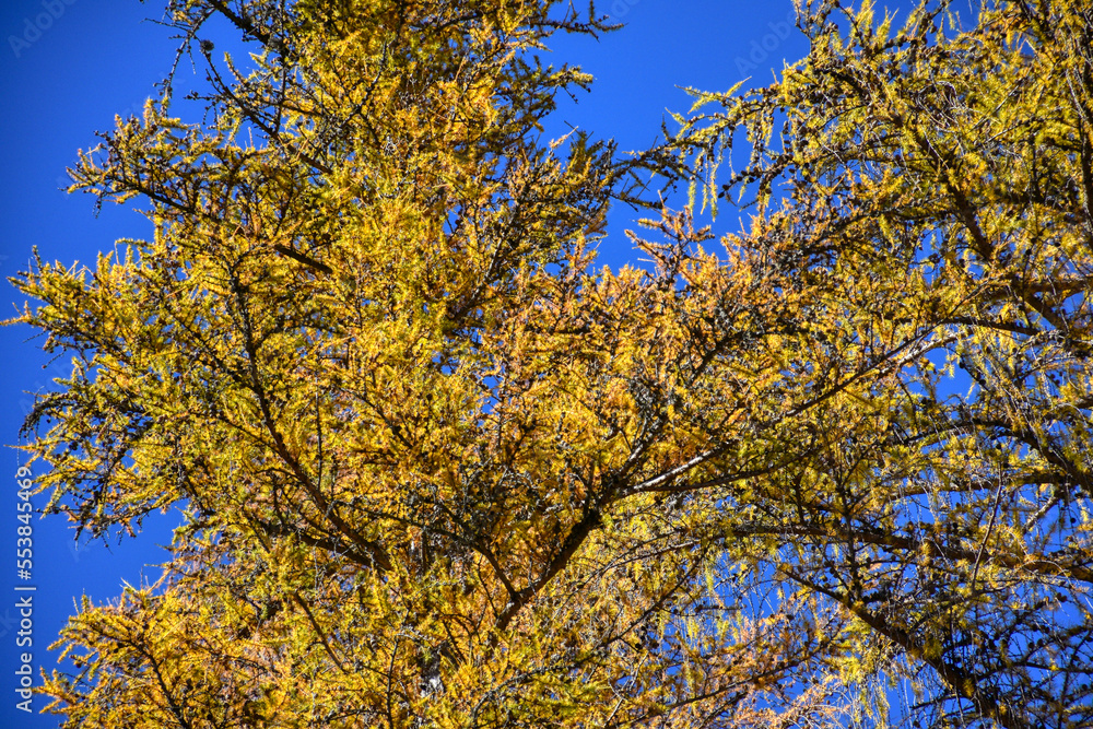 Lärche, Baum, Herbst, Nadeln, Kreislauf, Jahreskreislauf, Jahreszeit, Wald, Klima, Klimawandel, CO2, Stamm, Baumstamm, Ast, Äste, Zweig, Zweige, Natur, Winter, natürlich, gelb, gold, blau, Himmel Lärche, Baum, Herbst, Nadeln, Kreislauf, Jahreskreislauf, Jahreszeit, Wald, Klima, Klimawandel, CO2, Stamm, Baumstamm, Ast, Äste, Zweig, Zweige, Natur, Winter, natürlich, gelb, gold, blau, Himmel
