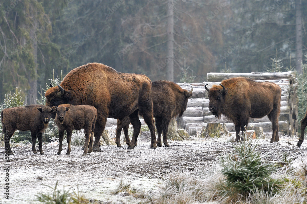 Wisent