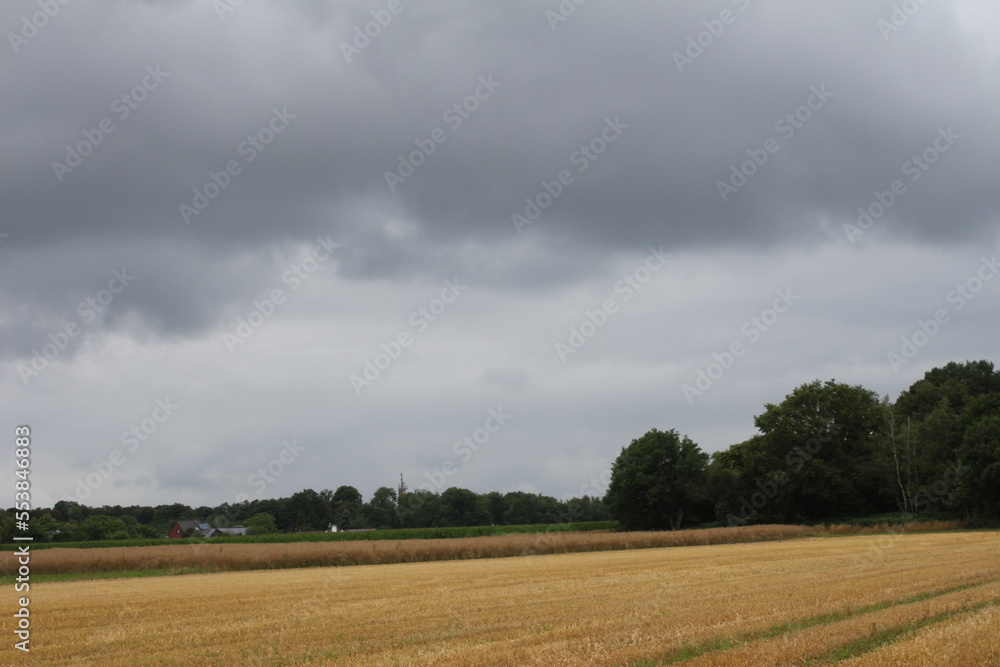 Fototapeta premium Bewölkter Himmel über dem landwirtschaftlichen Bereich. Natürlichen Umgebung. Sommerlandschaft. Kulturpflanzen. Vor der Weizenernte. Landschaftsbild. Äste und üppiges Laub. Tageslichtfoto.