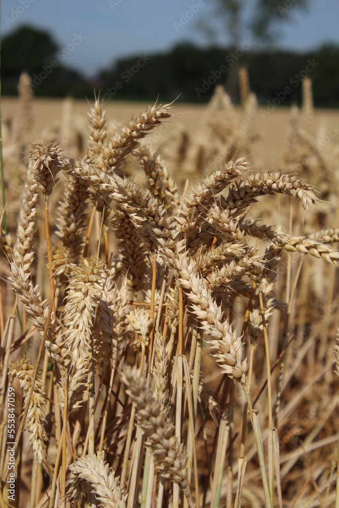 Fototapeta premium Landwirtschaftlicher Bereich. Natürlichen Umgebung. Sommerlandschaft. Kulturpflanzen. Vor der Weizenernte. Landschaftsbild. Äste und üppiges Laub. Tageslichtfoto. Goldenes Müsli. Garbe Weizen.