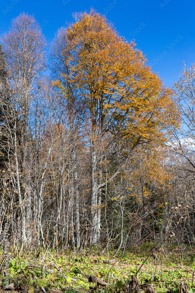 the beginning of autumn, nature walks, panoramic views of the mountains, hiking trails and recreation in the mountains.* the beginning of autumn, nature walks, panoramic views of the mountains, hiking trails and recreation in the mountains.*