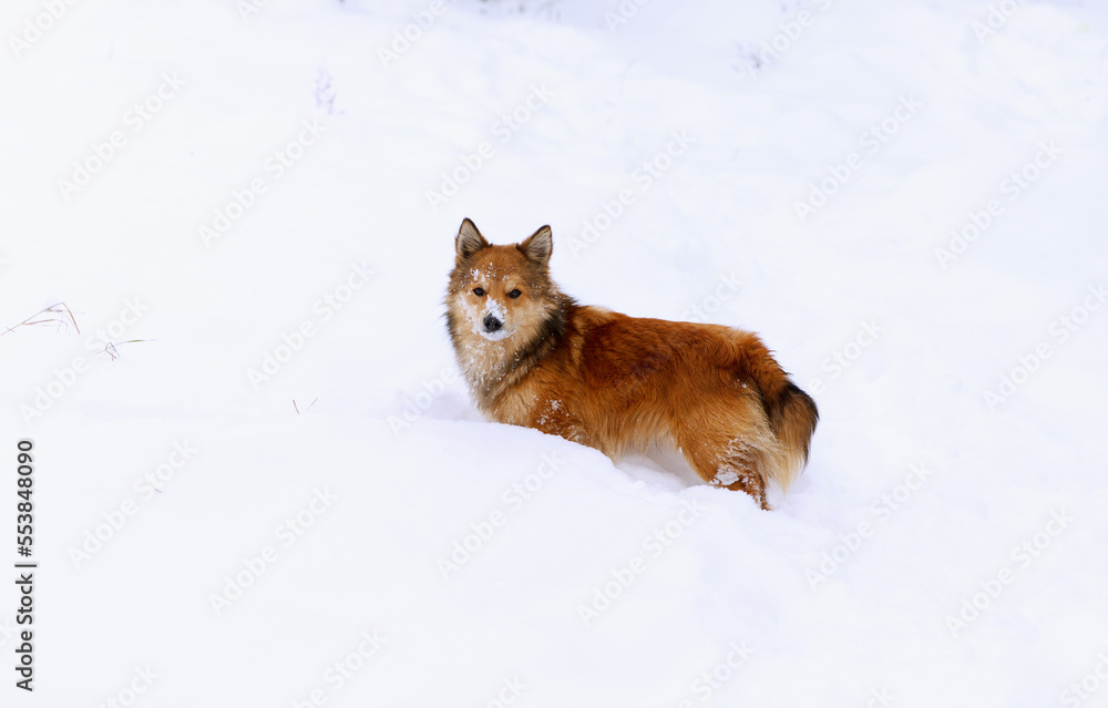 Portrait of a beautiful, red dog who walks in the snow and carefully looks into the lens