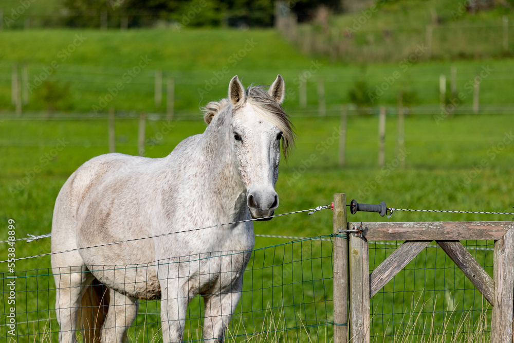 Horse standing on pasture, with electric fences, green grass and white animal. Horse standing on pasture, with electric fences, green grass and white animal.