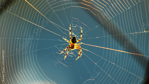 unusual spider weaves a web at sunset background