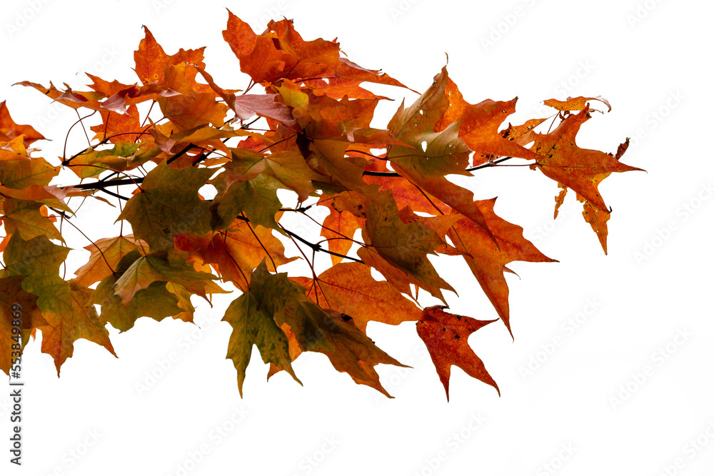 Fototapeta premium Autumn oak branch against white background