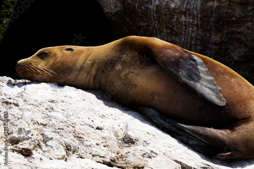 Lone Sea Lion Sleeping On Rock Monterey Bay California