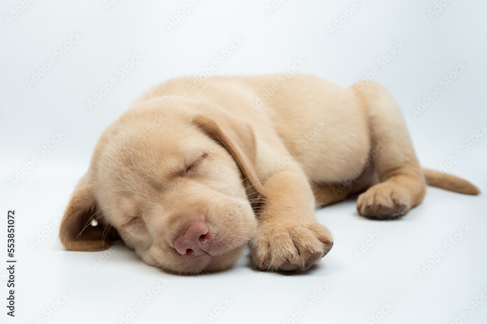 Portrait of sweet sleeping labrador dog