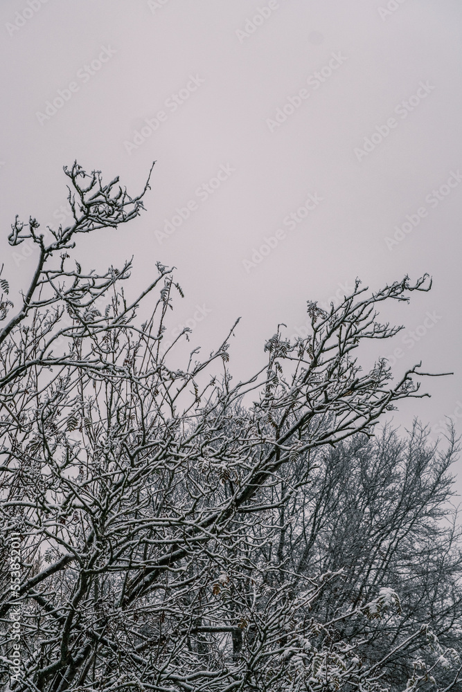Obraz premium Trees In Winter With Snow And No Leaves