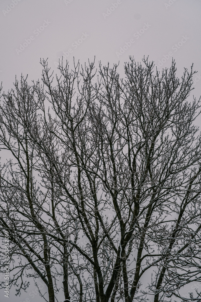 Trees In Winter With Snow And No Leaves Trees In Winter With Snow And No Leaves