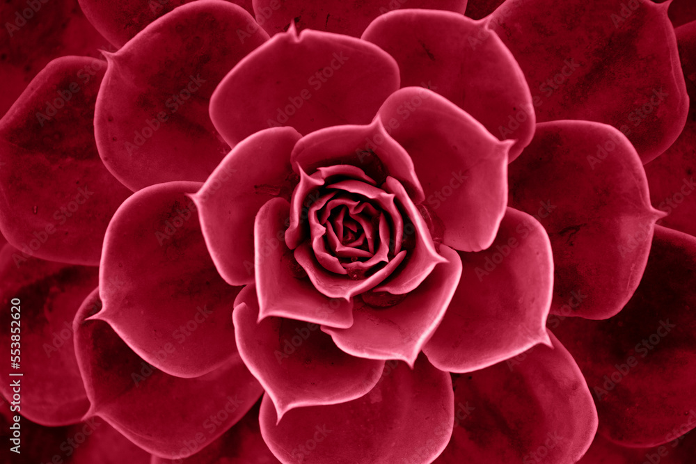 Close up of viva magenta cactus. Fractal cactus leaves. Viva magenta background. Succulent plant patterns. Details of a succulent leaves. Succulent bloom. Close up of viva magenta cactus. Fractal cactus leaves. Viva magenta background. Succulent plant patterns. Details of a succulent leaves. Succulent bloom.