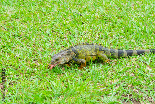 South American female green iguana  walking on the grass  sticking out her tongue to eat something.