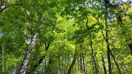 green leaves in the forest