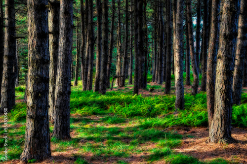 Fototapeta Naklejka Na Ścianę i Meble -  Forest floor under the pine trees