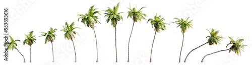 Collection of coconut trees isolated on transparent background. Realistic 3D render.