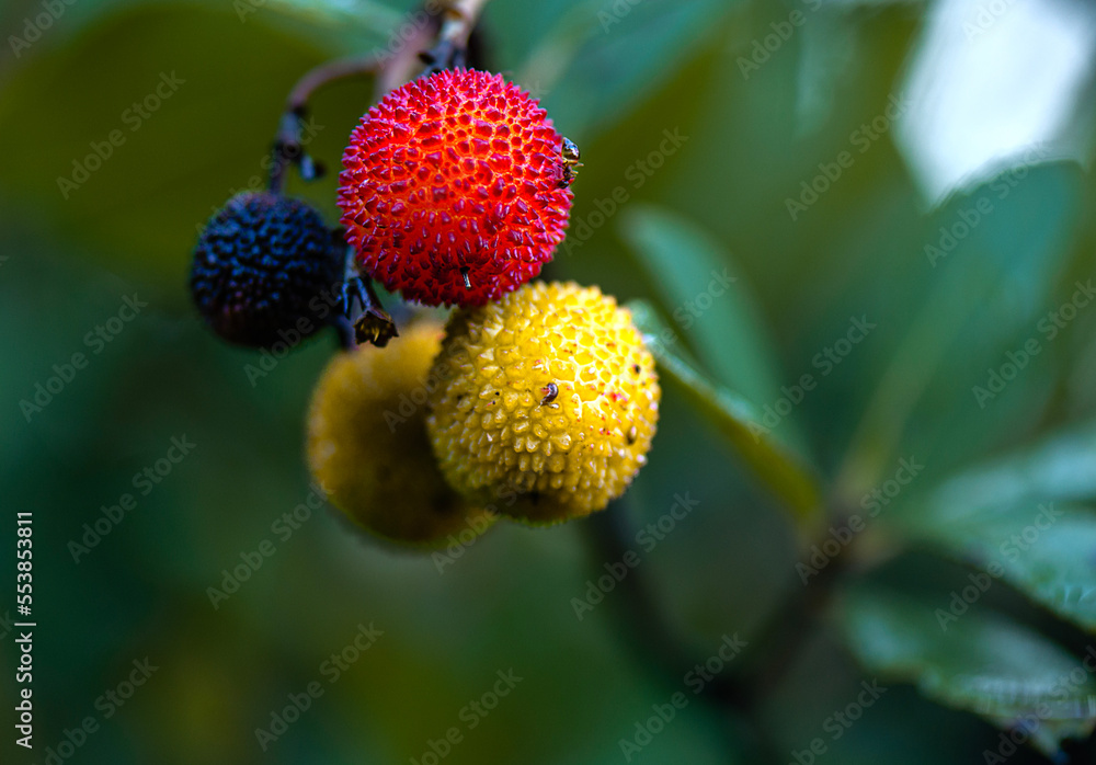 completely natural wild strawberry in red and yellow colors in the forest completely natural wild strawberry in red and yellow colors in the forest