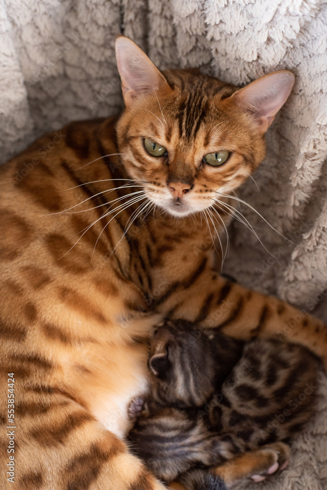 portrait of a cat with kittens