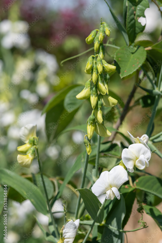 White sweet pea (lathyrus odoratus) flowers in bloom White sweet pea (lathyrus odoratus) flowers in bloom