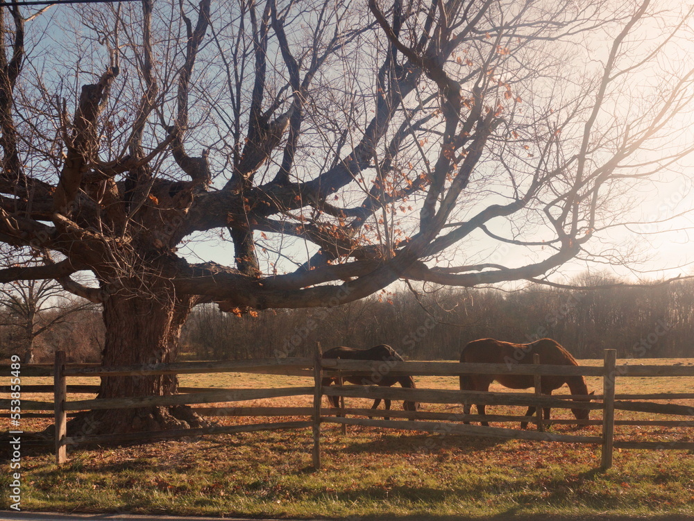 Two Horses Grazing in Field by Bare Winter Tree on Sunny Day Two Horses Grazing in Field by Bare Winter Tree on Sunny Day