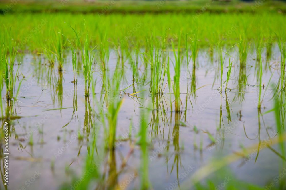 Rice sprouts in the paddy field Rice sprouts in the paddy field
