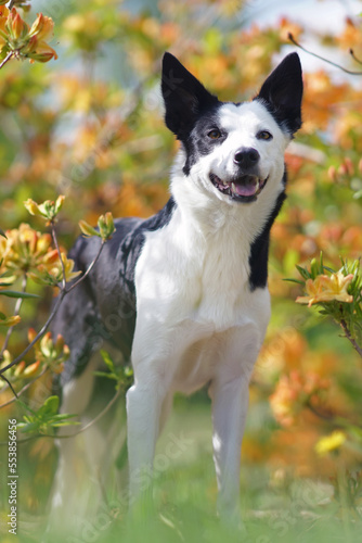 Adorable black and white short-haired Border Collie dog posing outdoors standing in a green grass next to blooming yellow Azalea shrubs in summer