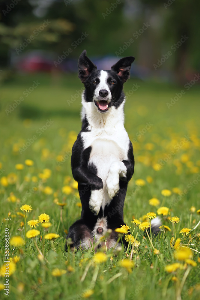 Obedient black and white short-haired Border Collie dog posing outdoors sitting up on its back legs on a green grass with yellow dandelion flowers in summer