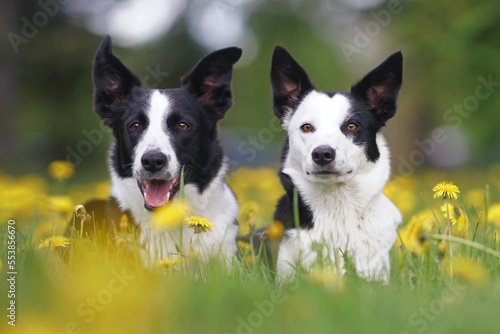 Two adorable black and white short-haired Border Collie dogs (male and female) posing together lying down in a green grass with yellow dandelion flowers in summer