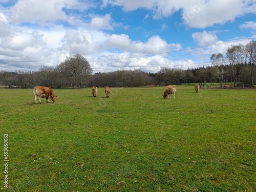 Vacas pastando en un prado en Galicia