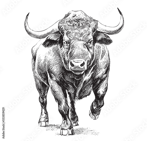 Angry bull runs towards the opposite direction hand drawn sketch Vector illustration 