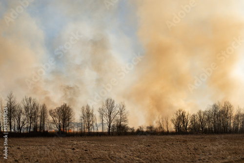 Nature in fire in spring, polluted air. Line of trees without leaves, white and orange smoke behind it