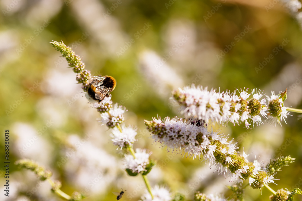 Abeille qui butine au printemps Abeille qui butine au printemps