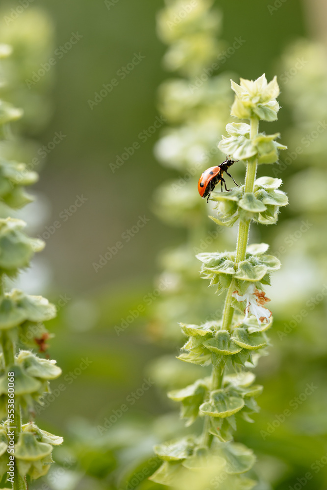 Coccinelle sur une plante dans le jardin Coccinelle sur une plante dans le jardin