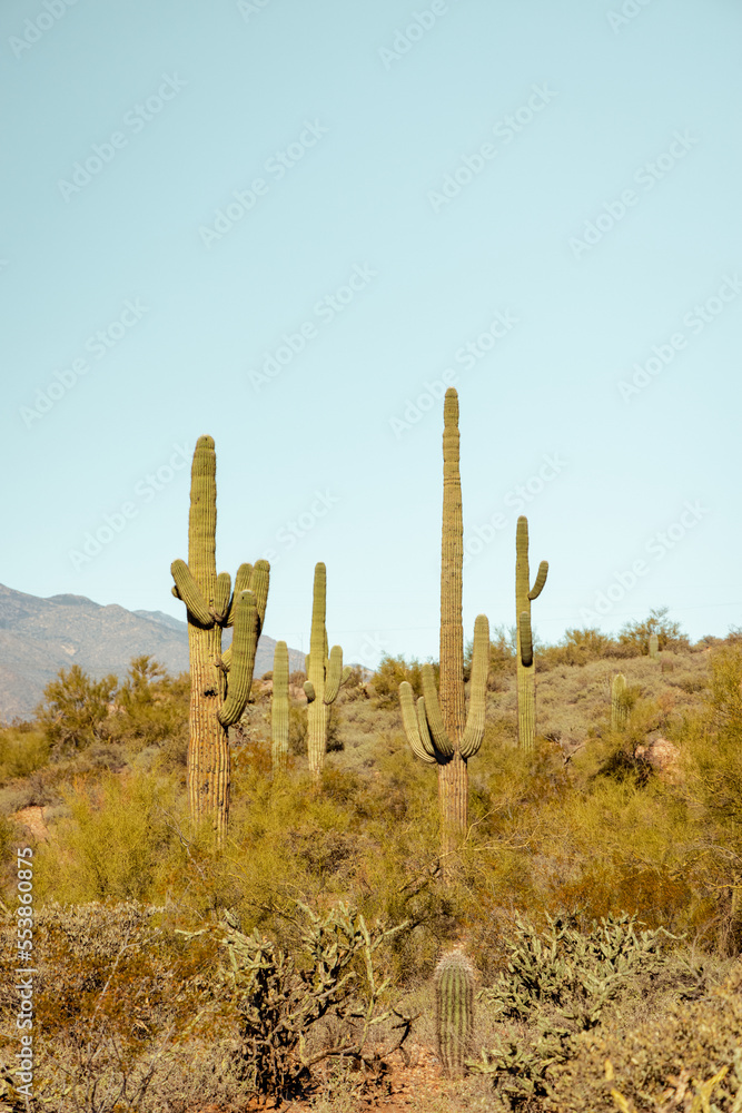Saguaro Cacti in sanoran desert US