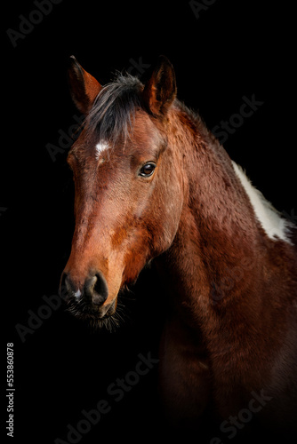 Fototapeta Naklejka Na Ścianę i Meble -  Black shot head portrait of a bay brown pinto arabian crossbreed horse isolated on black background