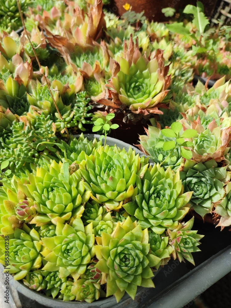 Potted haworthias in a tropical plant greenhouse Potted haworthias in a tropical plant greenhouse