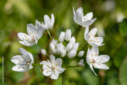 Neapolitan garlic (allium neapolitanum) flowers in bloom