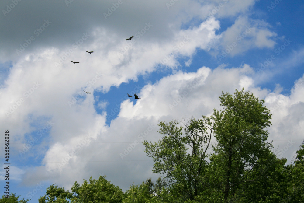 Obraz premium eagles and sky