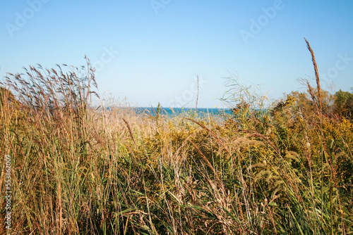 reeds on the beach