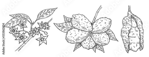 Kola nut branch with beans and flowers. Vector vintage engraving
