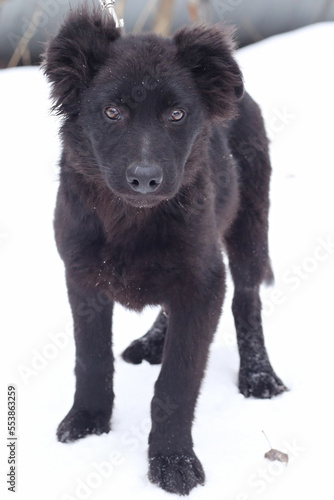 black puppy dog full body portrait isolated on white