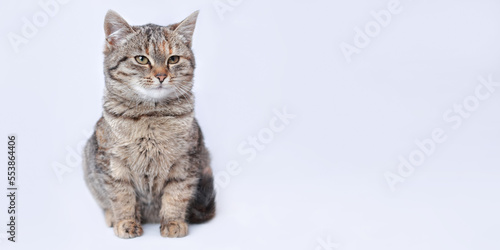 Close up portrait of a cute Kitten. Web-banner with copy space. Serious Cat. Kitten posing for the camera. Cat on a light white background. Pet. Without people. Animal background.  © Mariia