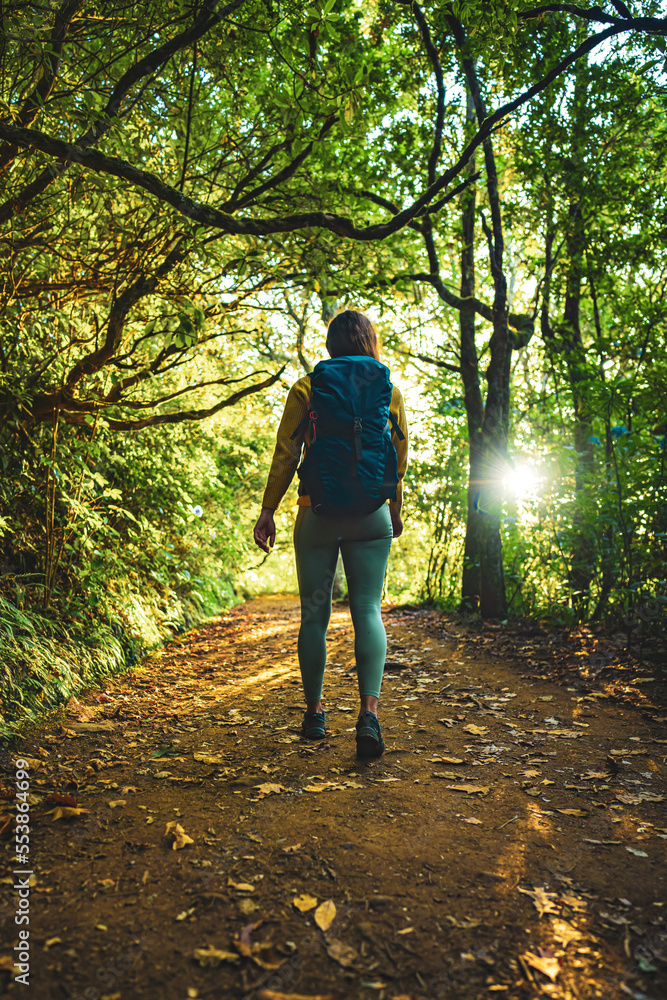 Fototapeta premium Tourist woman walking along jungle footpath next to water channel through light filled Madeiran rainforest during golden hour. Levada of Caldeirão Verde, Madeira Island, Portugal, Europe.