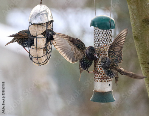Starlings bickering and fighting at a bird feeder
