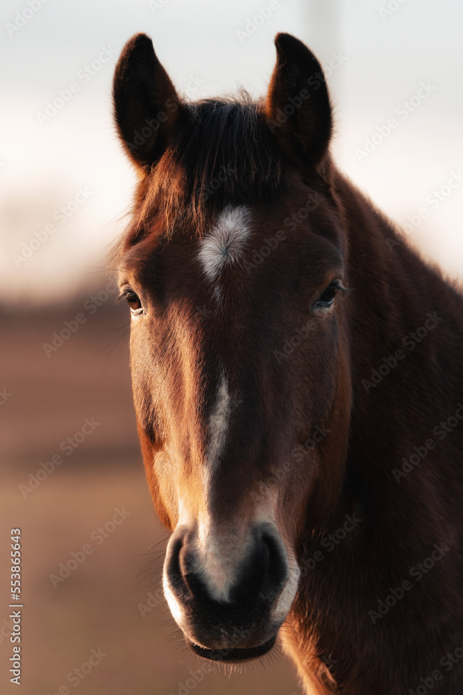 Obraz premium A beautiful horse with a white spot on its head at sunset, close-up photography of a horse 
