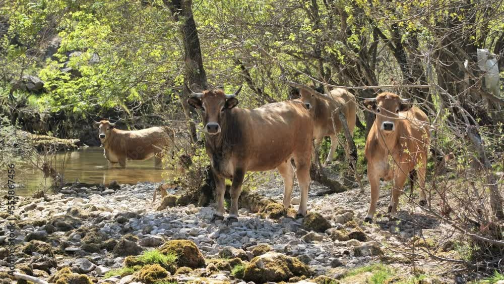Brown cows in a forest along a river fixing the camera France Occitanie Brown cows in a forest along a river fixing the camera France Occitanie